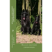 belgian shepherd groenendael