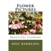 Flower Pictures: Flowers Photos