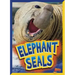 Elephant Seals