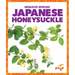 Japanese Honeysuckle