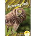 Burrowing Owls