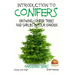 Introduction to Conifers - Growing Conifer Trees and Shrubs in Your Garden