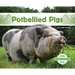 Potbellied Pigs