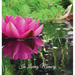 Funeral Guest Book, "In Loving Memory", Memorial Guest Book, Condolence Book, Remembrance Book for Funerals or Wake: HARDCOVER. A Memorial Service Gue