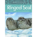 Animals Illustrated: Ringed Seal