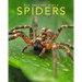 Spiders: Amazing Pictures & Fun Facts on Animals in Nature