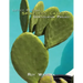 Luther Burbank Spineless Cactus Identification Project