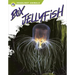 Box Jellyfish