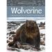 Animals Illustrated: Wolverine
