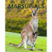 Marsupials: Amazing Pictures & Fun Facts of Animals in Nature