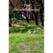 The Groundskeeper