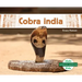 Cobra India (Indian Cobra)