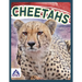 Cheetahs