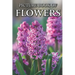 Flowers: Picture Books For Adults With Dementia And Alzheimers Patients - Colourful Photos Of Flowers With Names