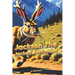 Jackson The Jacked Jackalope