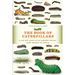 The Book of Caterpillars: A Life-Size Guide to Six Hundred Species from Around the World