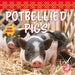 Potbellied Pigs
