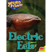 Electric Eels