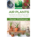 Air Plants: Everything You Need to Know About Growing, and Caring for Tillandsias