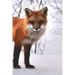 Fox: The Red Fox's Resourcefulness Has Earned It a Legendary Reputation for Intelligence and Cunning.