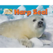 Harp Seal