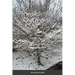 The Learning Tree