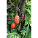 Cocoa and Chocolate - Their History from Plantation to Consumer