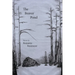 The Beaver Pond