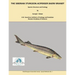 The Siberian Sturgeon Acipenser Baerii Brandt: Species Structure and Ecology