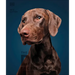The Dog Encyclopedia: The Definitive Visual Guide