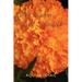 Of Martyrs And Marigolds