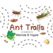 Ant Trails