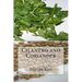 Cilantro and Coriander