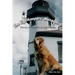 The Lightkeepers' Menagerie: Stories of Animals at Lighthouses