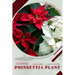Poinsettia Plant: Plant Guide