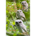 Secret Life of the Eastern Screech Owl - The Prequel: Breeding Season 2021-2022