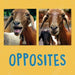 Opposites: English Edition