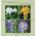 Wildflower Rendevous in the Cumberland Plateau