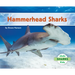 Hammerhead Sharks