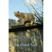 Painting the Cat's Vision