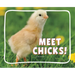 Meet Chicks!