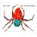 The Very Busy Spider