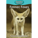 Fennec Foxes
