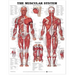 The Muscular System Anatomical Chart