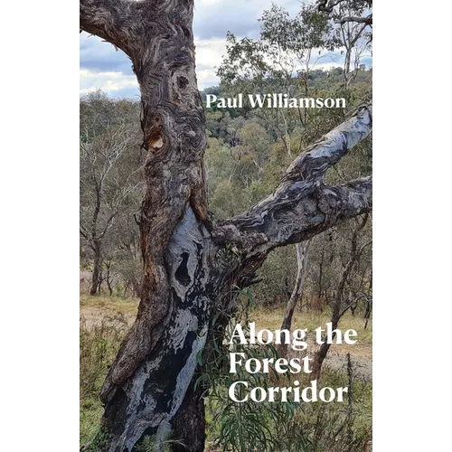 Along the Forest Corridor