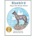 Bluebird: Dog of the Navajo Nation