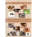 World Meliponine Taxonomy Nomenclature