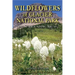 Wildflowers of Glacier National Park: And Surrounding Areas