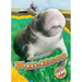 Manatees