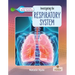 Investigating the Respiratory System